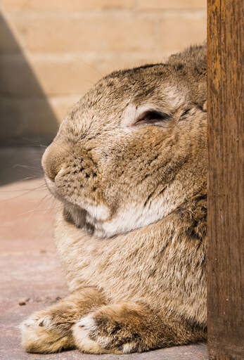 A close up of a flemish giant rabbit's beautiful thick fur