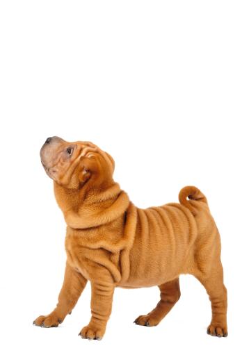 A young and wrinkly chinese shar pei puppy, showing off it's soft coat
