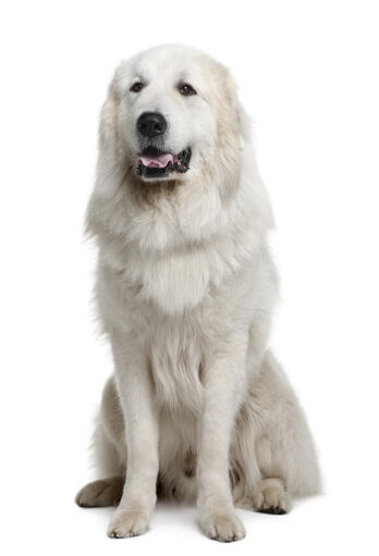 Pyrenean Mountain Dog Dog Breeds