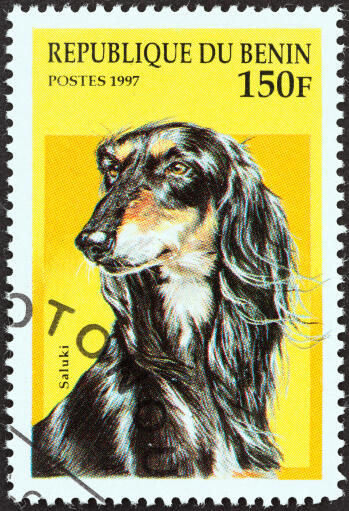 An afghan hound on a west african stamp