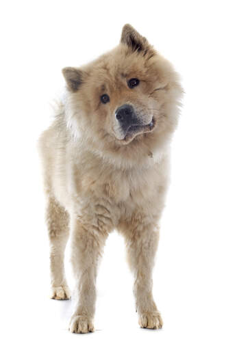 A young eurasier standing tall waiting for some attention from it's owner