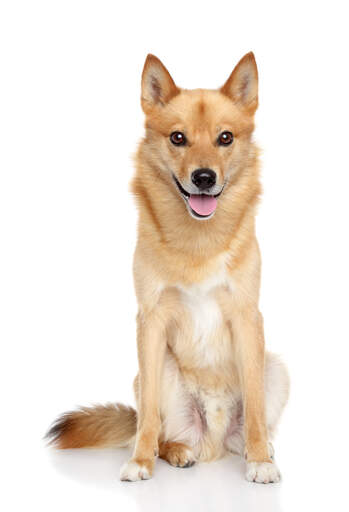 A beautiful young adult finnish spitz sat to attention