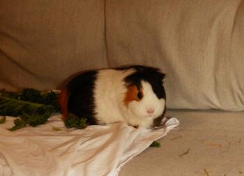 This is my cute guinea pig named Truffle