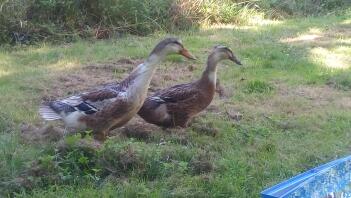 Two brown ducks in a garden
