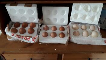 hatching eggs