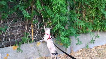 A cat on a leash looking at a fence