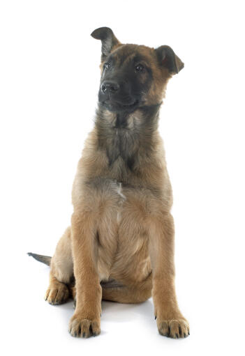 Belgian malinois golden retriever mix puppy sales