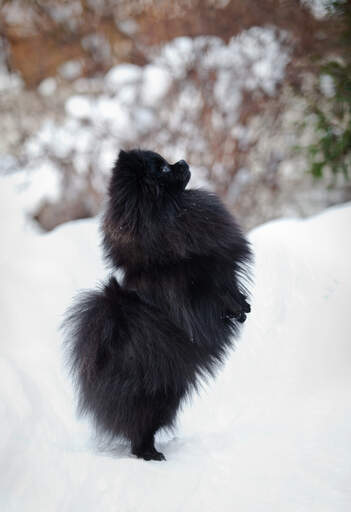 A lovely, little, black pomeranian, exercising it's back legs in the Snow
