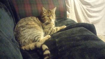 My pet silver spotted bengal cross