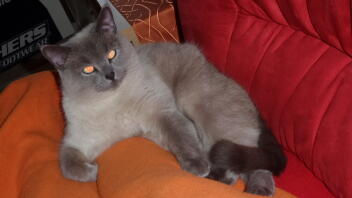 A british shorthaired cat relaxing on a sofa.