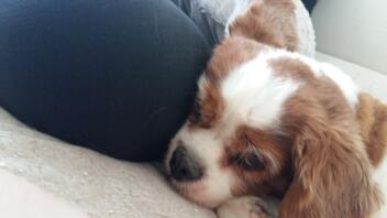 Cavalier king charles spaniel laying down