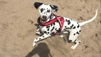 Playing on the beach 