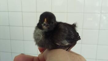 A small black chick on their owners hand