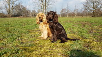 English cocker spaniels in field