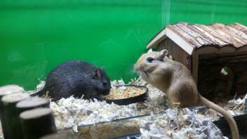 Eatting seeds