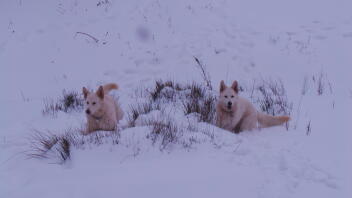 Spook and Willow