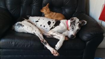 Great dane grace with her little sister