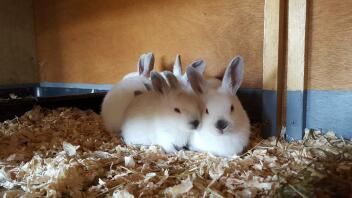 Himalayan rabbits 1 month old