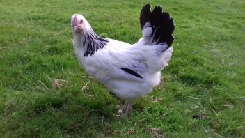 RIR x White Sussex pullet