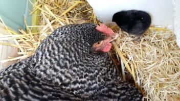 Black chick and mother hen