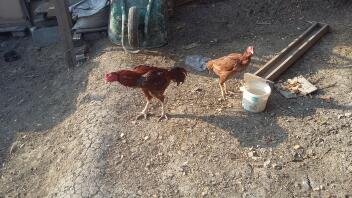 Shamo rooster and aseel hen