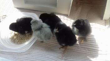 Maran Chicks with 1 Lavender Arucana