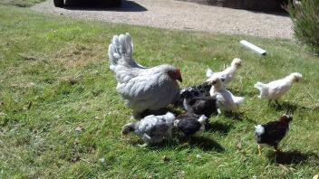 Pekin are good broody hens. She's hatched other hens chicks