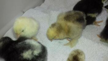 Pekin chicks - 2 days old - exploring broody box