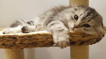 Four month old Scottish fold