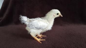 3 week old chick