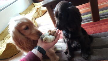 Two young puppies meeting baby chicks indoors shown by their owner