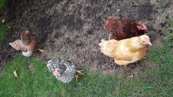 Chickens in run