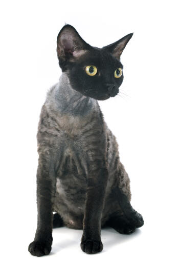 A dark haired devon rex with Golden eyes