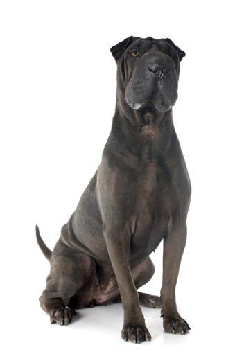 An adult dark coated chinese shar pei sitting strong