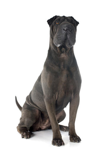 Shar pei hotsell dog adult