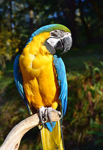 A blue and yellow macaw's wonderful, yellow chest