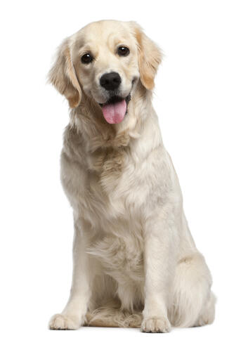 Golden Retriever Dogs Dog Breeds