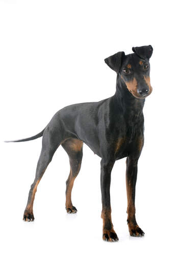 A female adult manchester terrier standing tall showing off it's beautiful, slender body