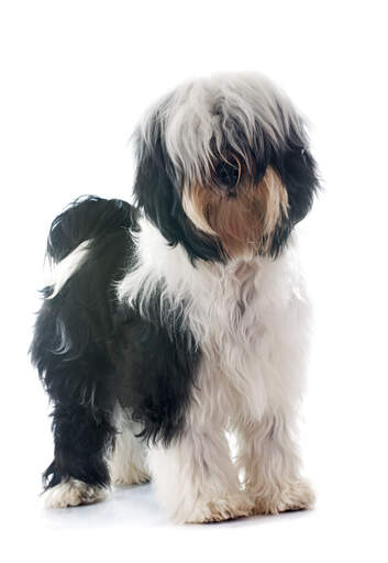 A healthy adult tibetan terrier showing off it's beautiful short legs and soft, scruffy coat