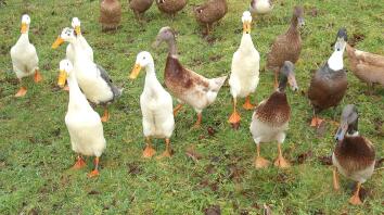 The Quacker Pack