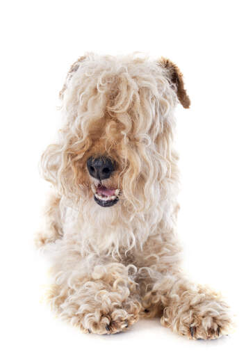 Lakeland Terrier Dogs Dog Breeds