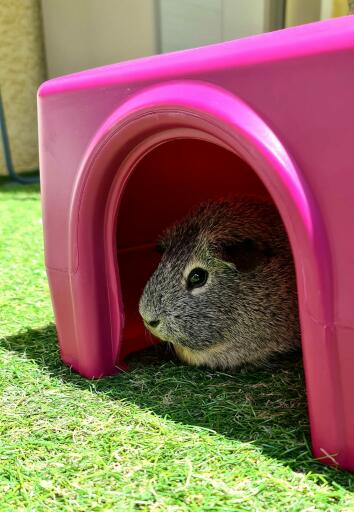 A guinea pig relaxing in a shelter.