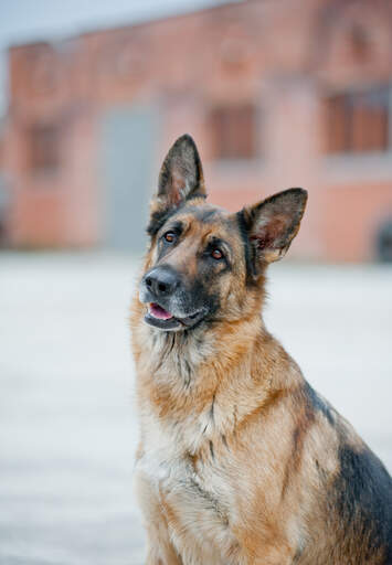 A close up of a german shepherd's incredible, large ears