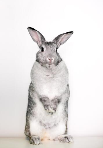 Giant chinchilla rabbit stonding on its hind legs