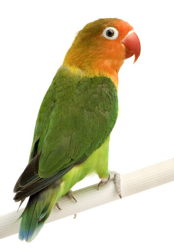 A peach faced parakeet's wonderful colours