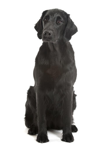 An adult flat coated retriever with a puppy cut coat