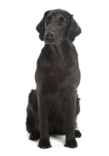 Flat top haired labrador