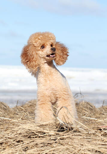 A healthy, adult miniature poodle sitting patiently, waiting to play