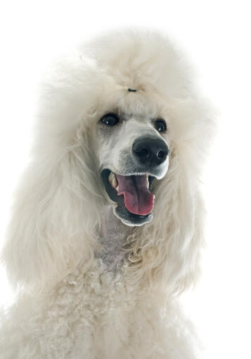 A close up of a standard poodle's beautiful, bushy ears and long nose