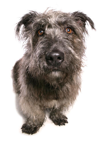 Glen-of-imaal-terrier-white-background